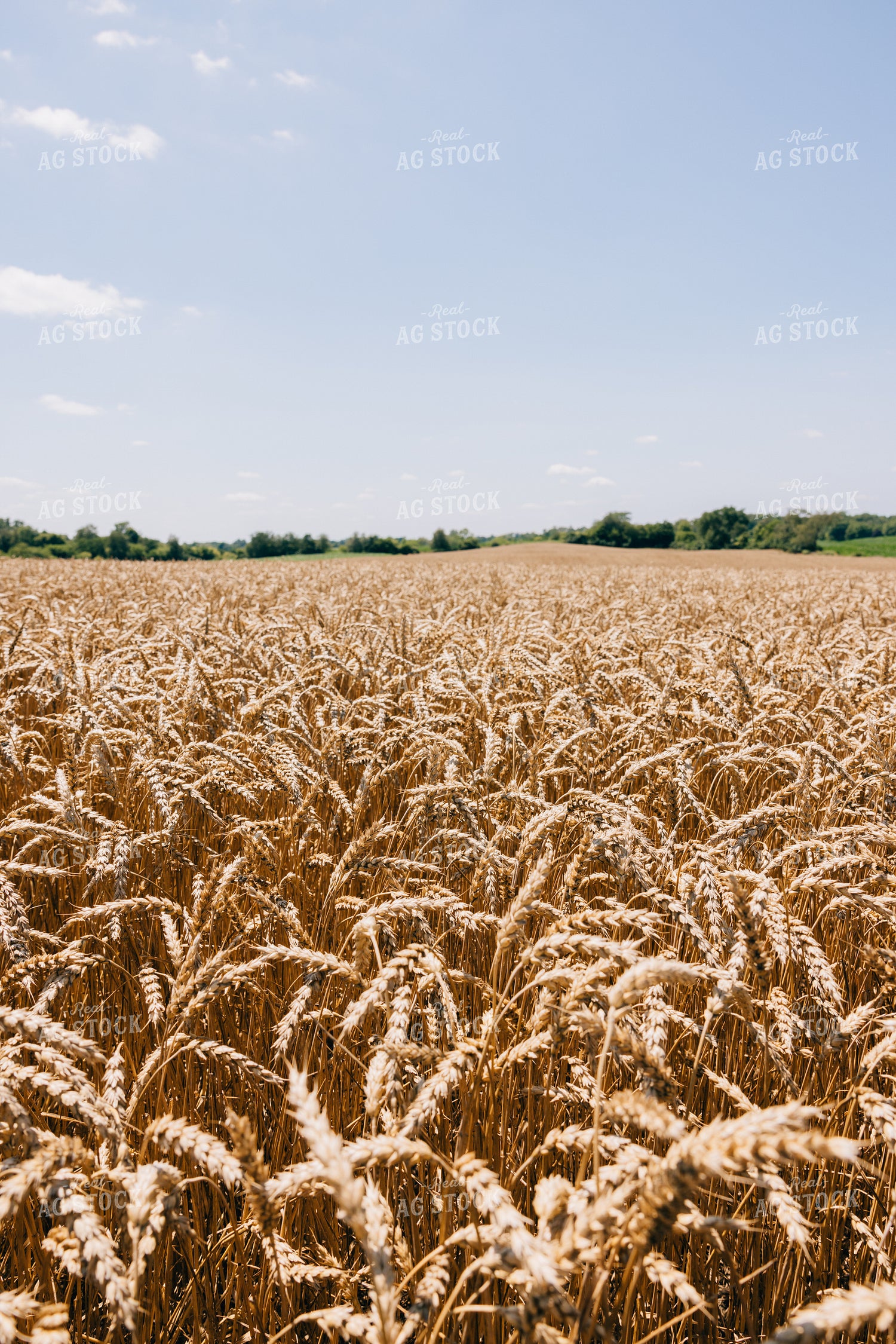 Dried Wheat Field 178026