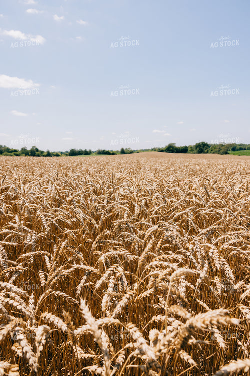 Dried Wheat Field 178026