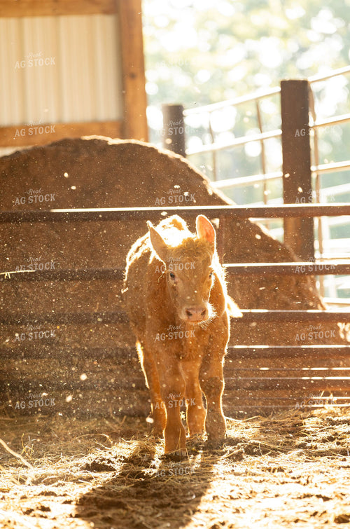 Newborn Red Calf Standing in Sunlit Barn Pen 405009