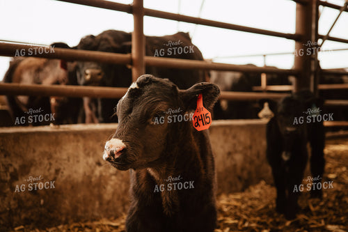 Calves 67653
