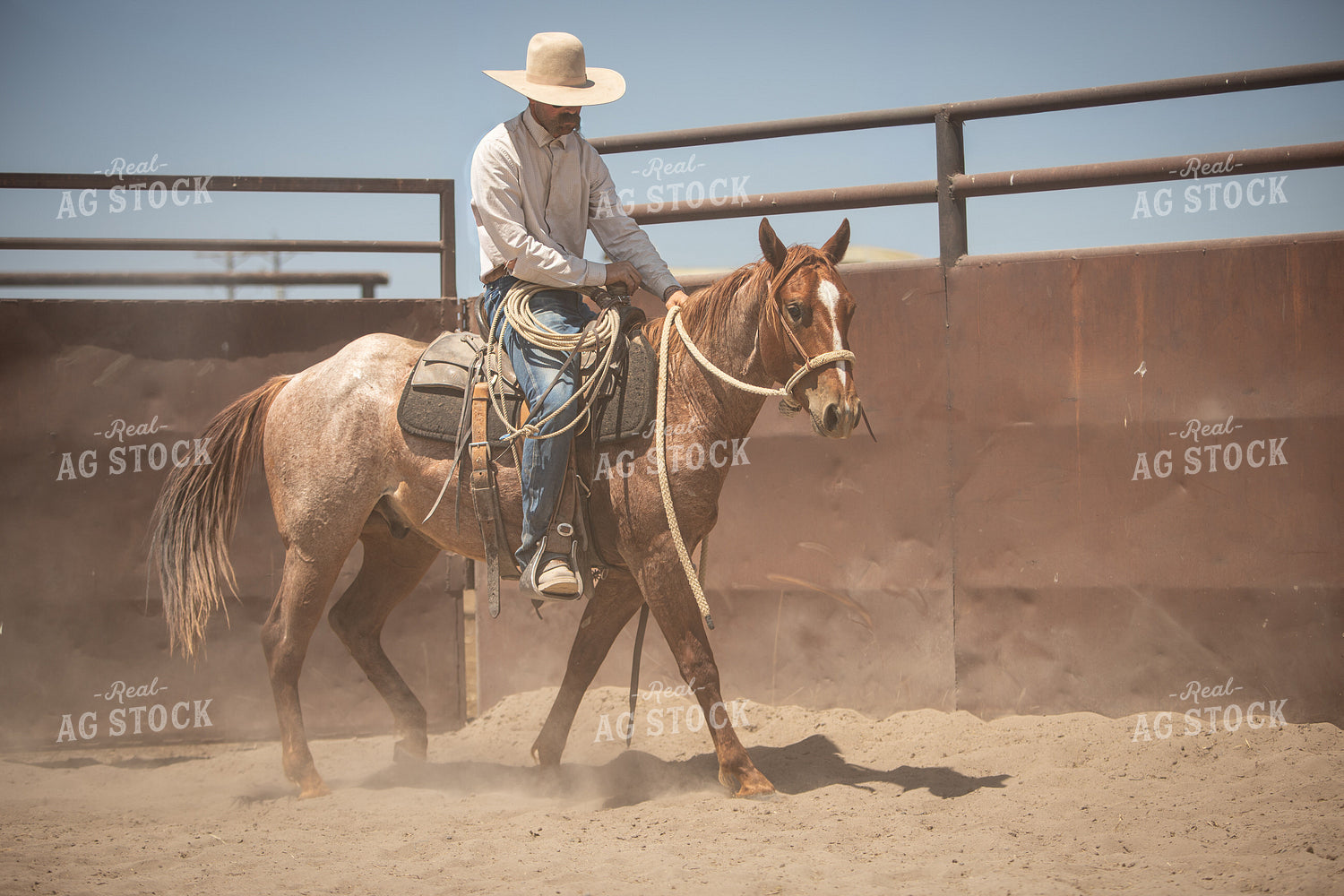 Training Colts 78251
