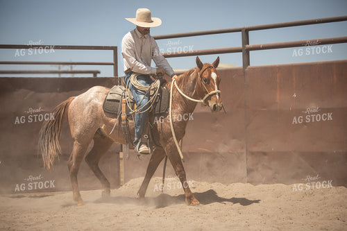 Training Colts 78251