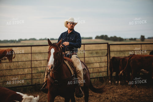 Rancher with Cattle 6465