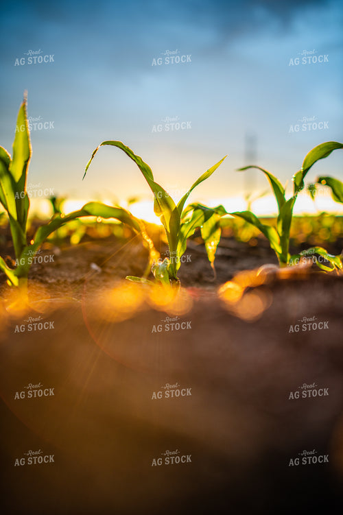 Early Growth Corn at Sunrise 56685