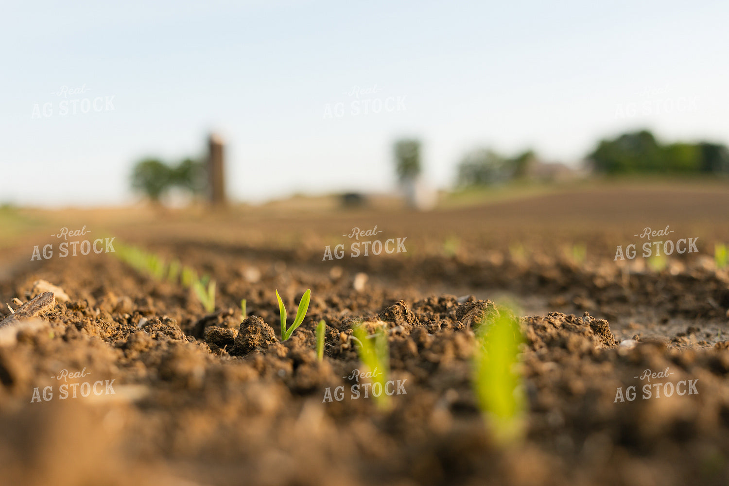 Early Growth Corn Field 295045