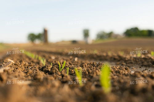 Early Growth Corn Field 295045