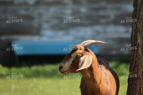 Goat in Farmyard 82018