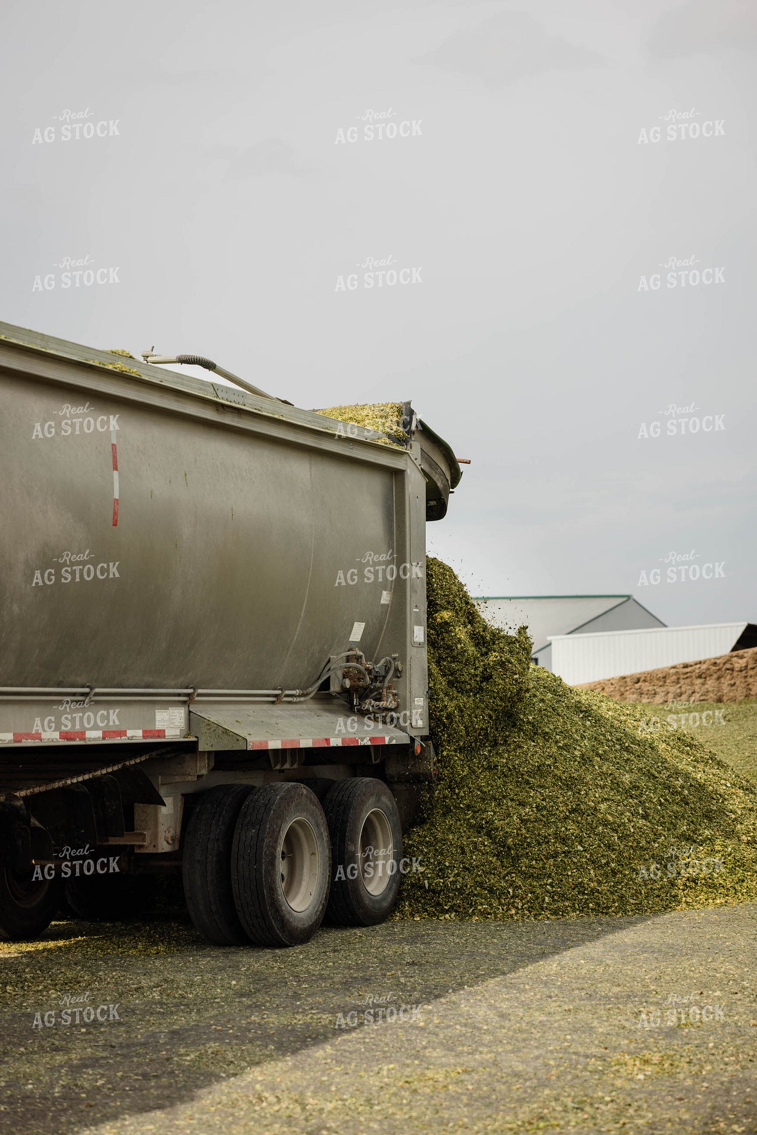 Unloading Silage 152950