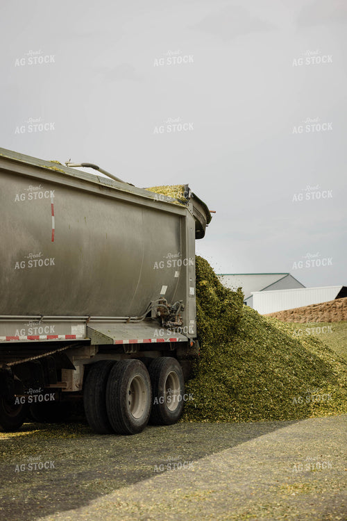 Unloading Silage 152950