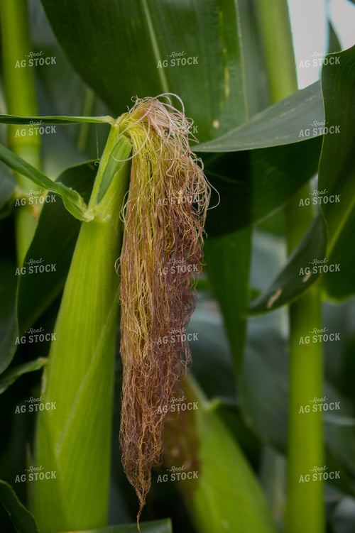 Sweet Corn Silks 191196