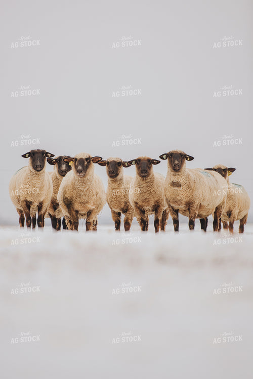 Sheep in Snowy Pasture Winter 68098