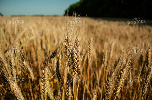 Dried Wheat in Field 59050
