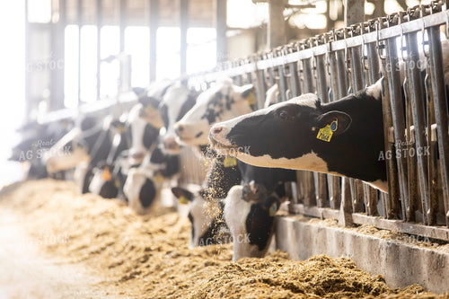 Holstein Cows Eating 55260