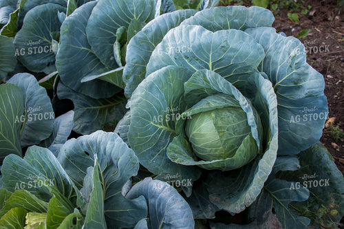 Cabbage 50163