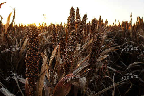 Sorghum 156028