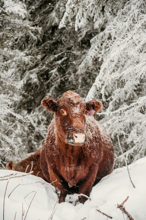 Red Angus Cow in Snowy Pasture 64322