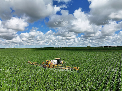 Y Dropping Corn 141356