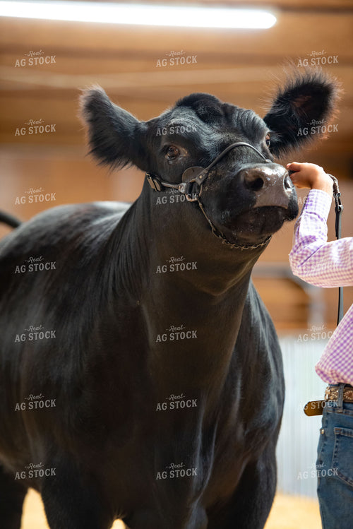 Showing Cattle 136212