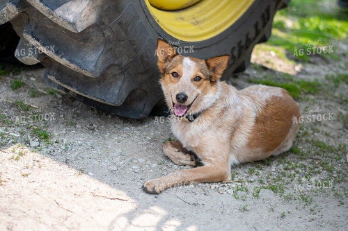 Farm Dog Rests Near Tractor Tire 50367