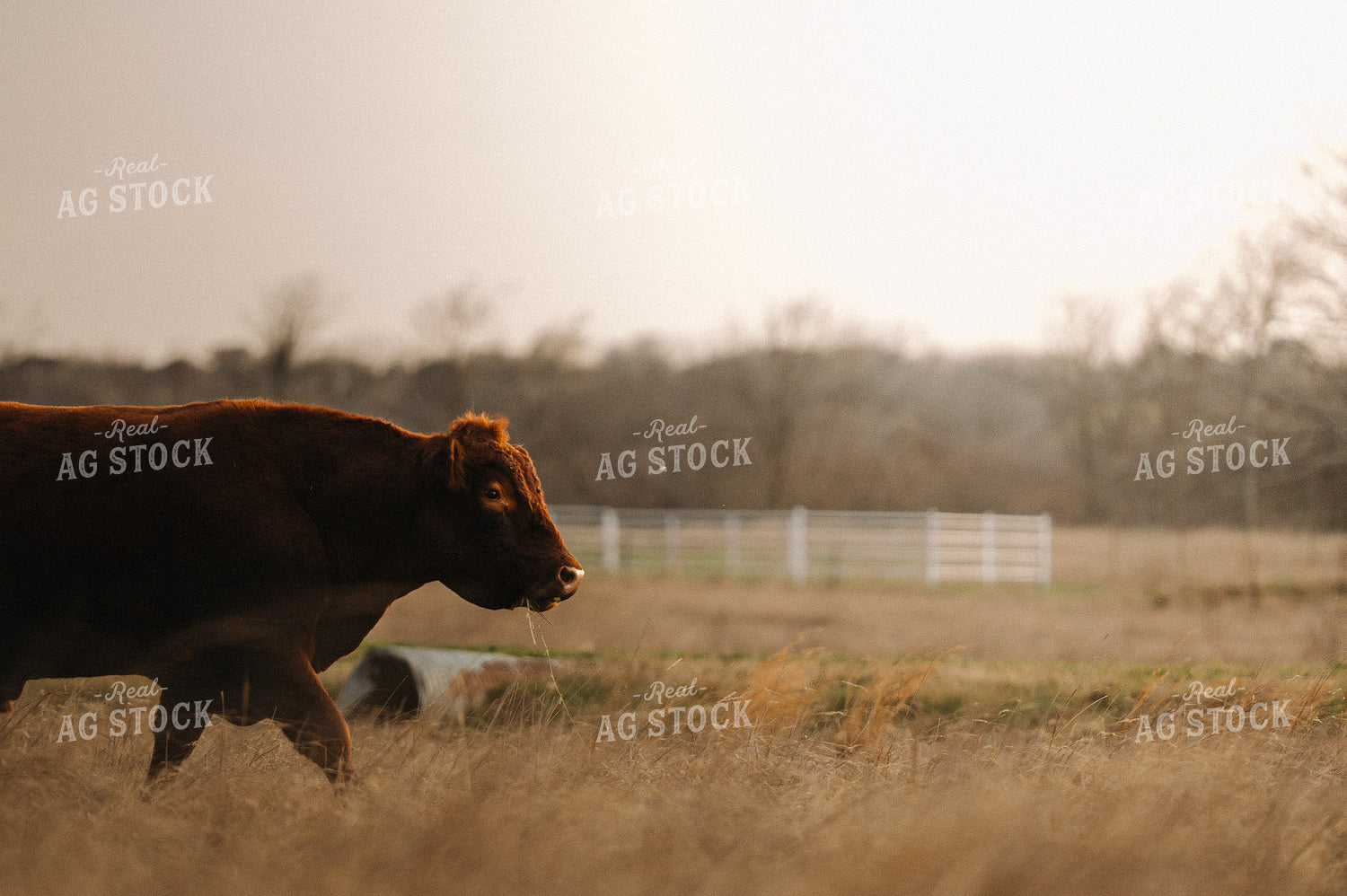 Red Angus Bull on Pasture 301014