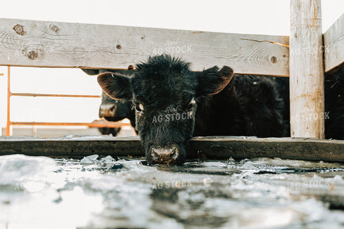 Angus Cattle Drinking in Winter 61092