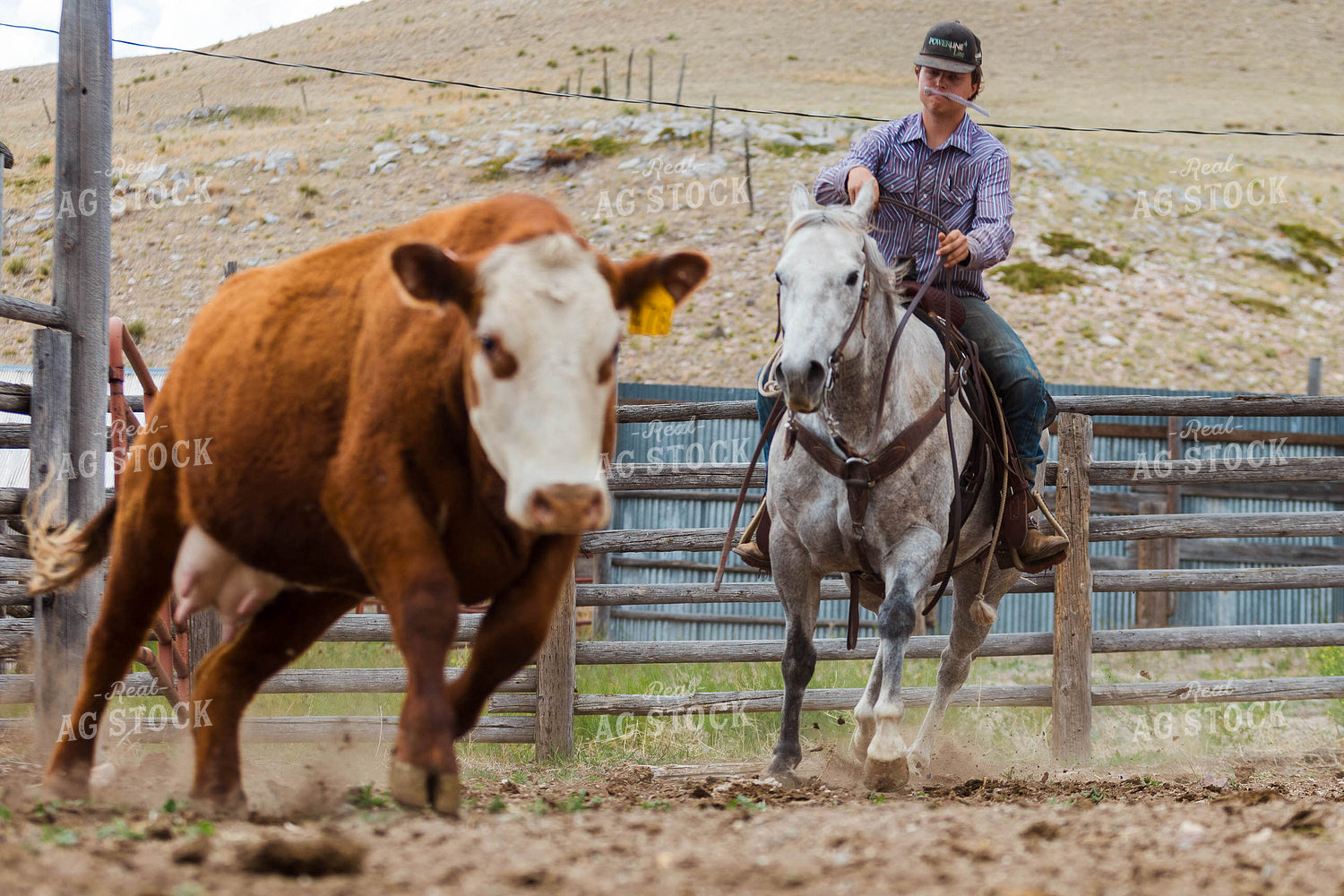 Ranchers Sorting Cattle 97234