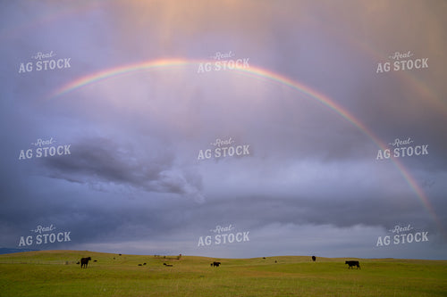 Scenic Rainbow Over Pastoral Grassland With Grazing Cows Under Cloudy Skies 65231