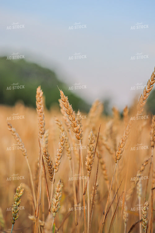 Dried Wheat 160238