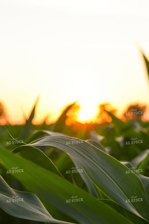 Corn Leaves at Sunset 191186