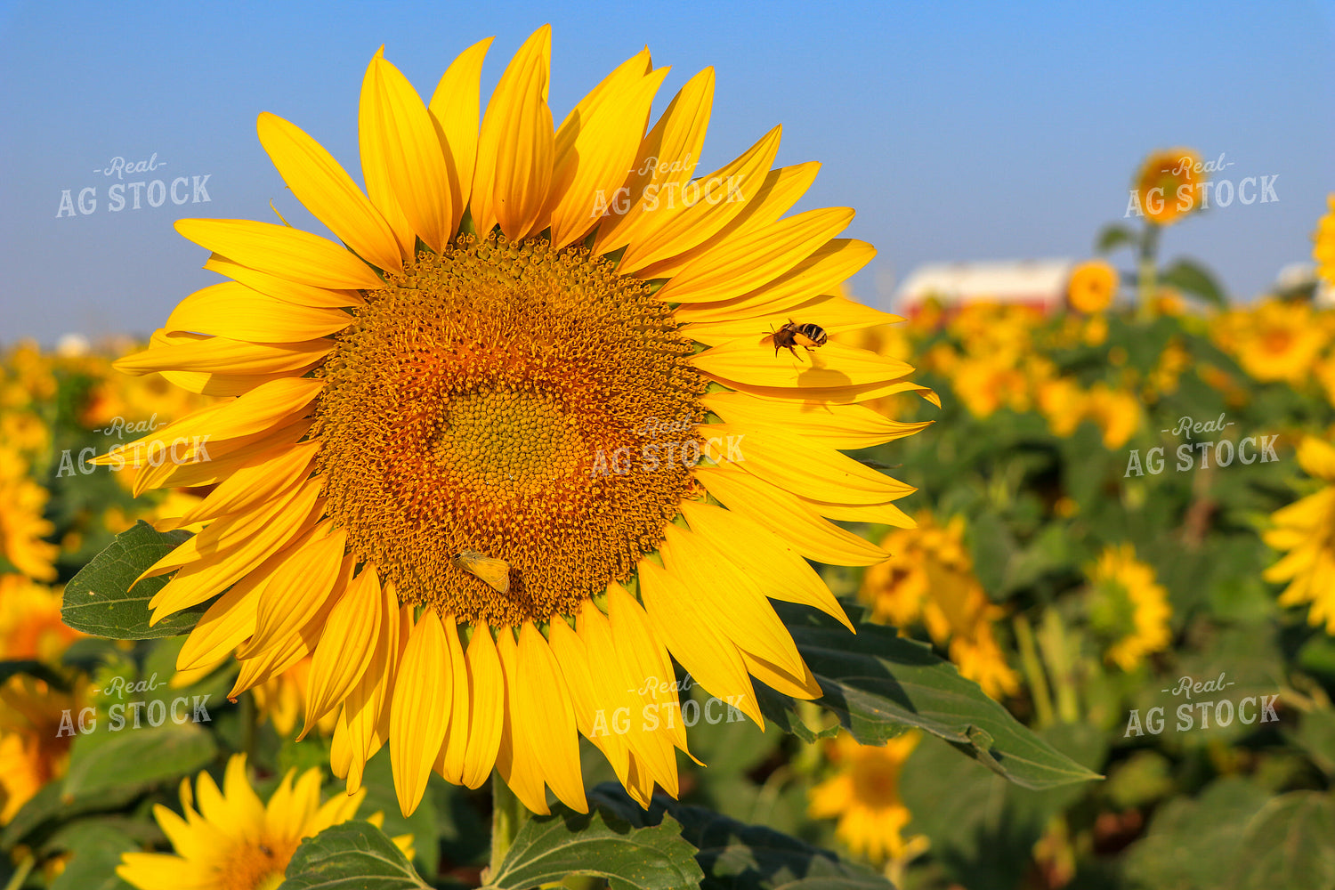 Sunflower with Bee 60043