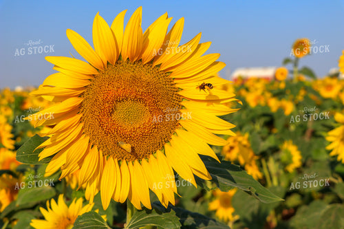Sunflower with Bee 60043