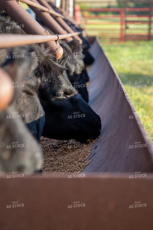 Cattle Eating from Feed Trough 208053