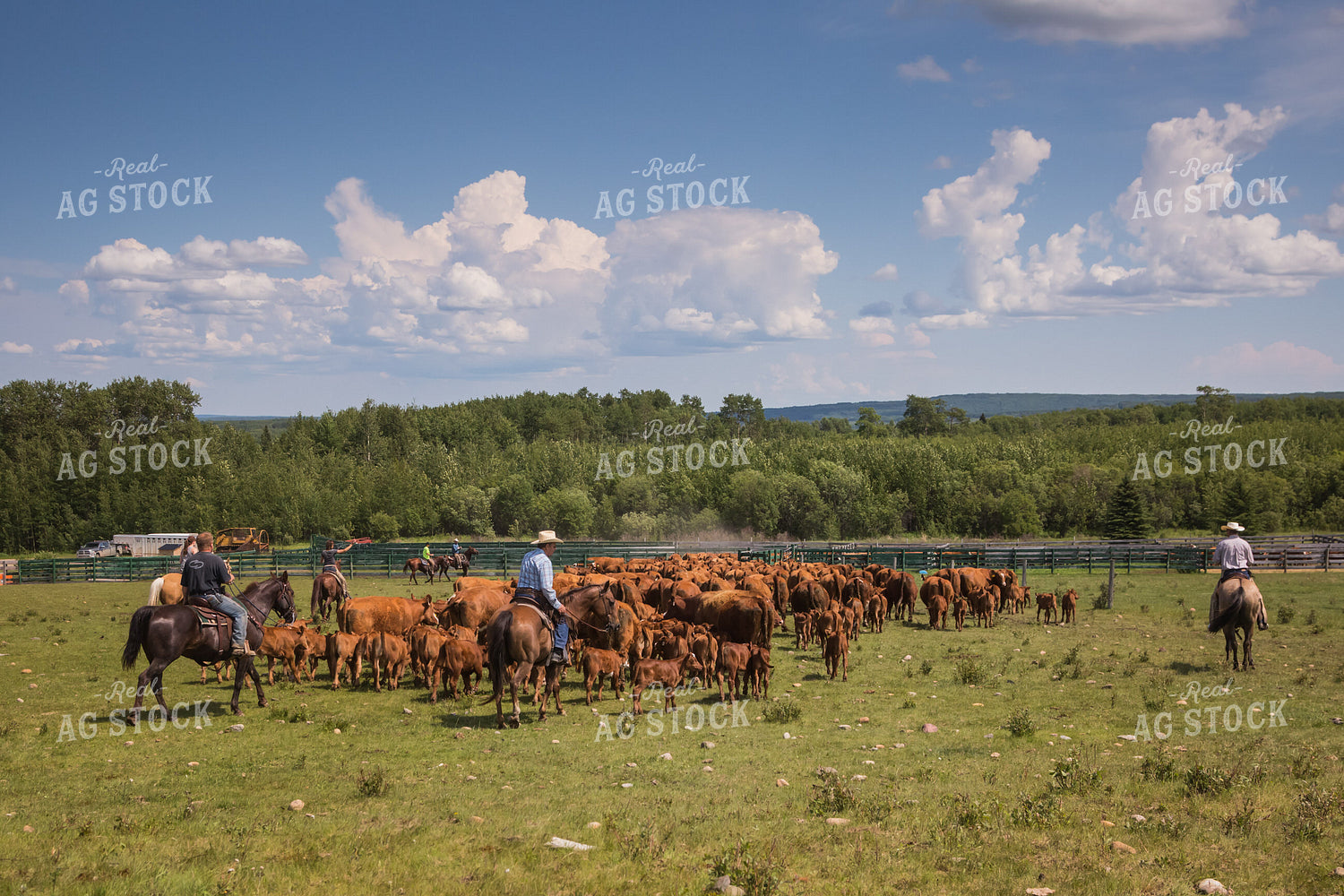 Ranchers Herding Red Angus Cattle on Horseback 138055