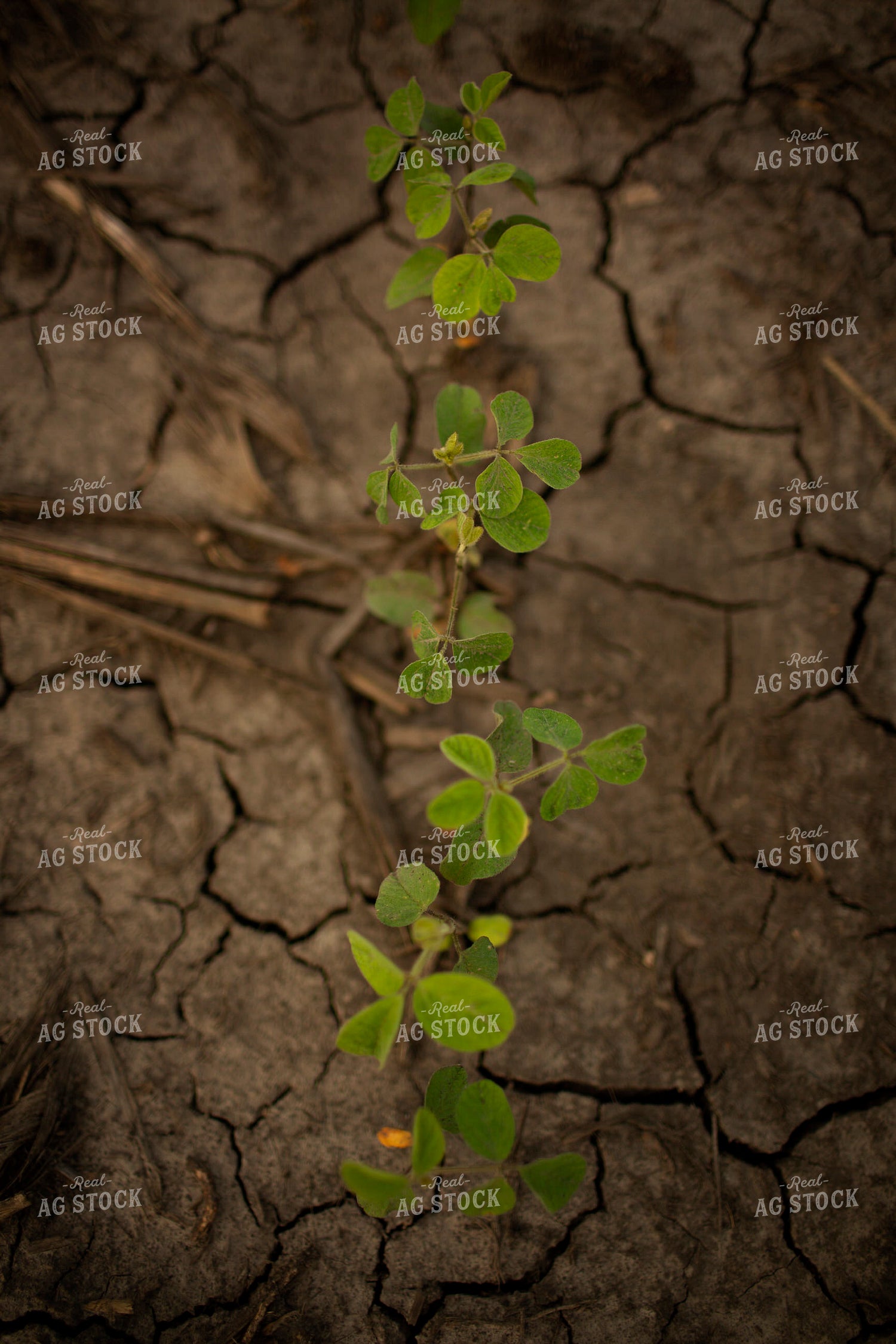 Early Growth Soybeans 6312