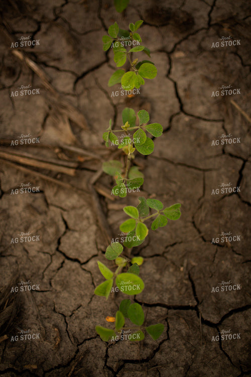Early Growth Soybeans 6312