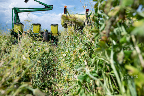Planting into Cover Crops 168061