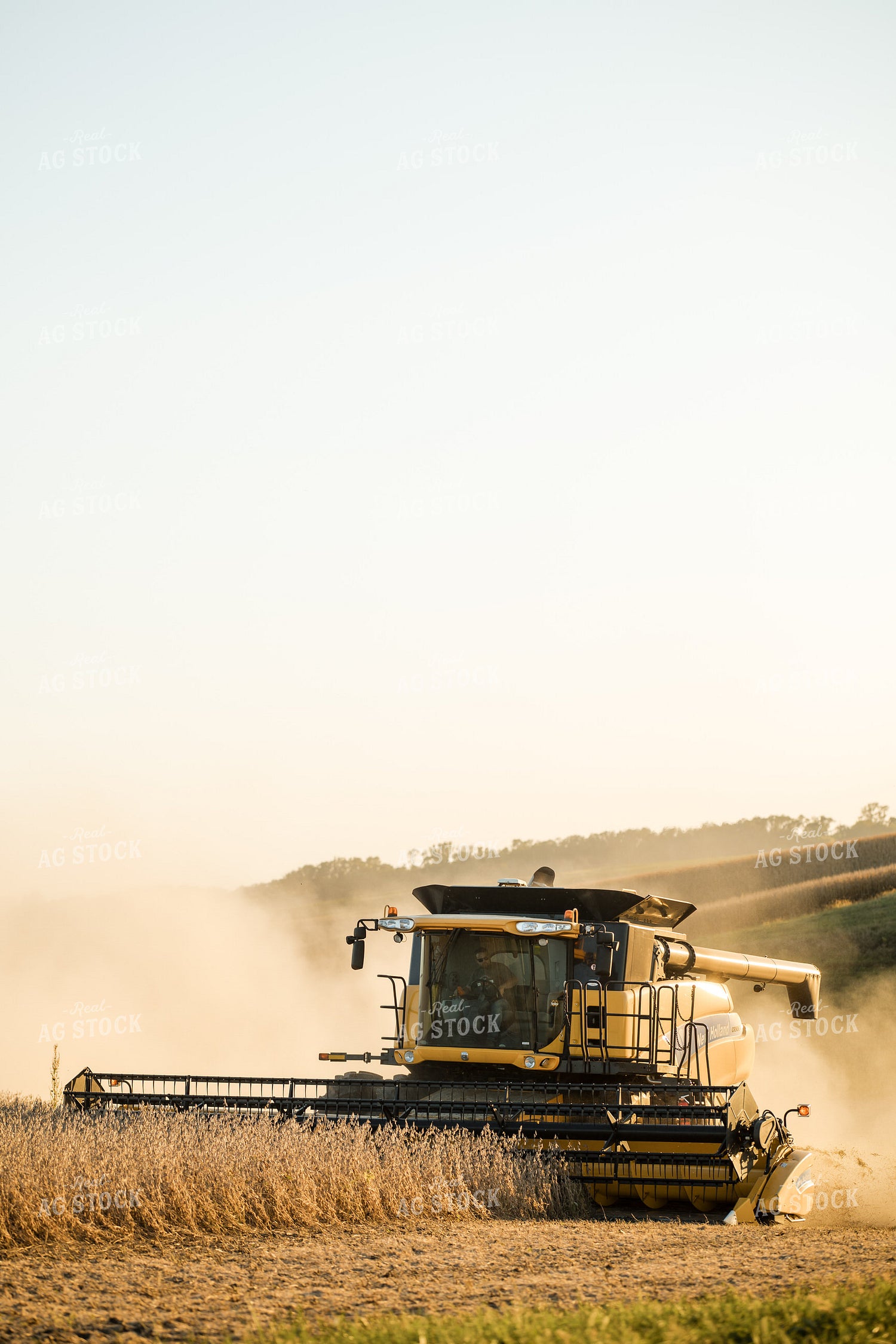 Soybean Harvest 215135