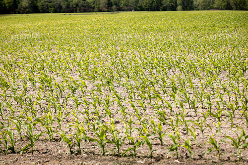 Early Growth Corn 178107