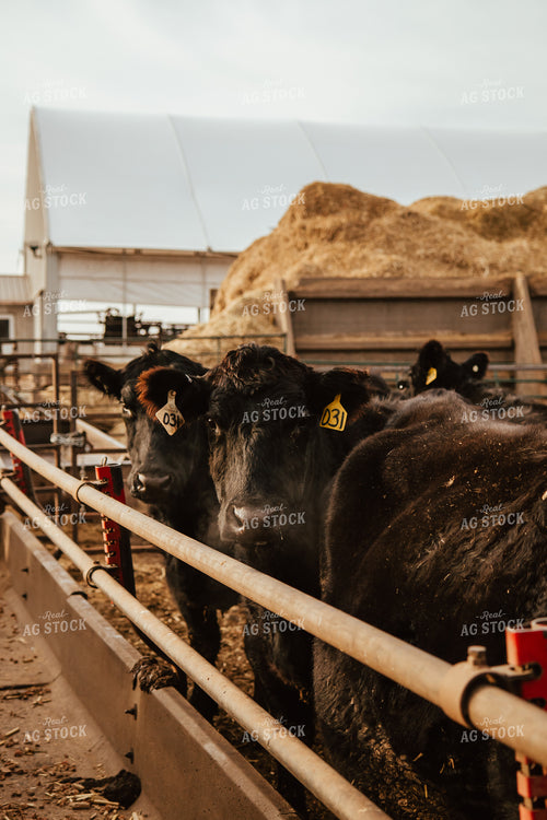 Cattle on Feedlot 67600