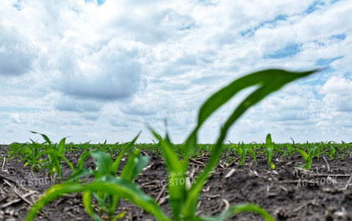 Early Growth Corn 141279