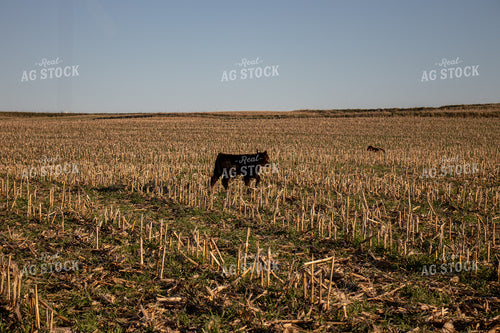 Angus Cattle Grazing on Cover Crops 67060