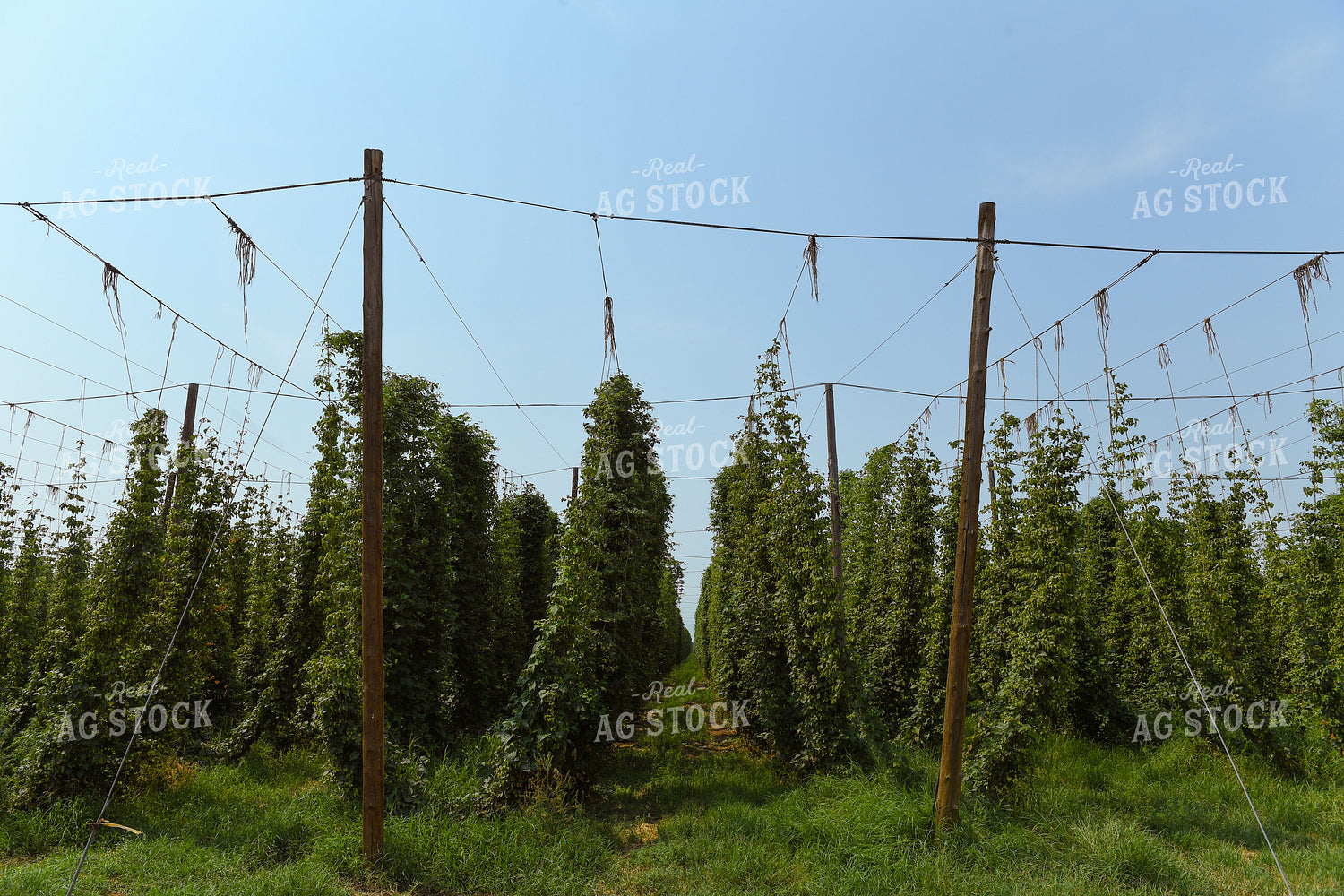 Hops 129023
