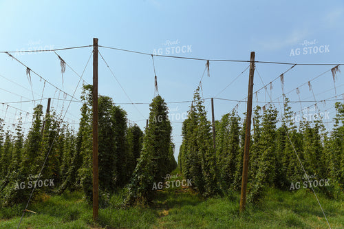 Hops 129023