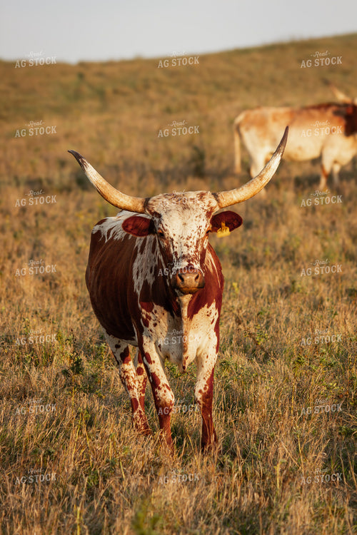 Longhorn Cattle 155065