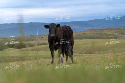 Cow in Open Meadow with Calf and Rolling Hills in Background 65217