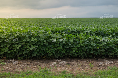 Midseason Soybean Field 185108