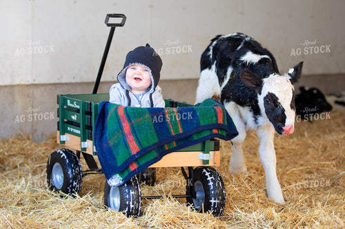Dairy Calf with Farm Kid 55053