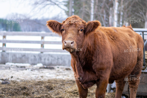 Cattle in Pen in Winter 50065