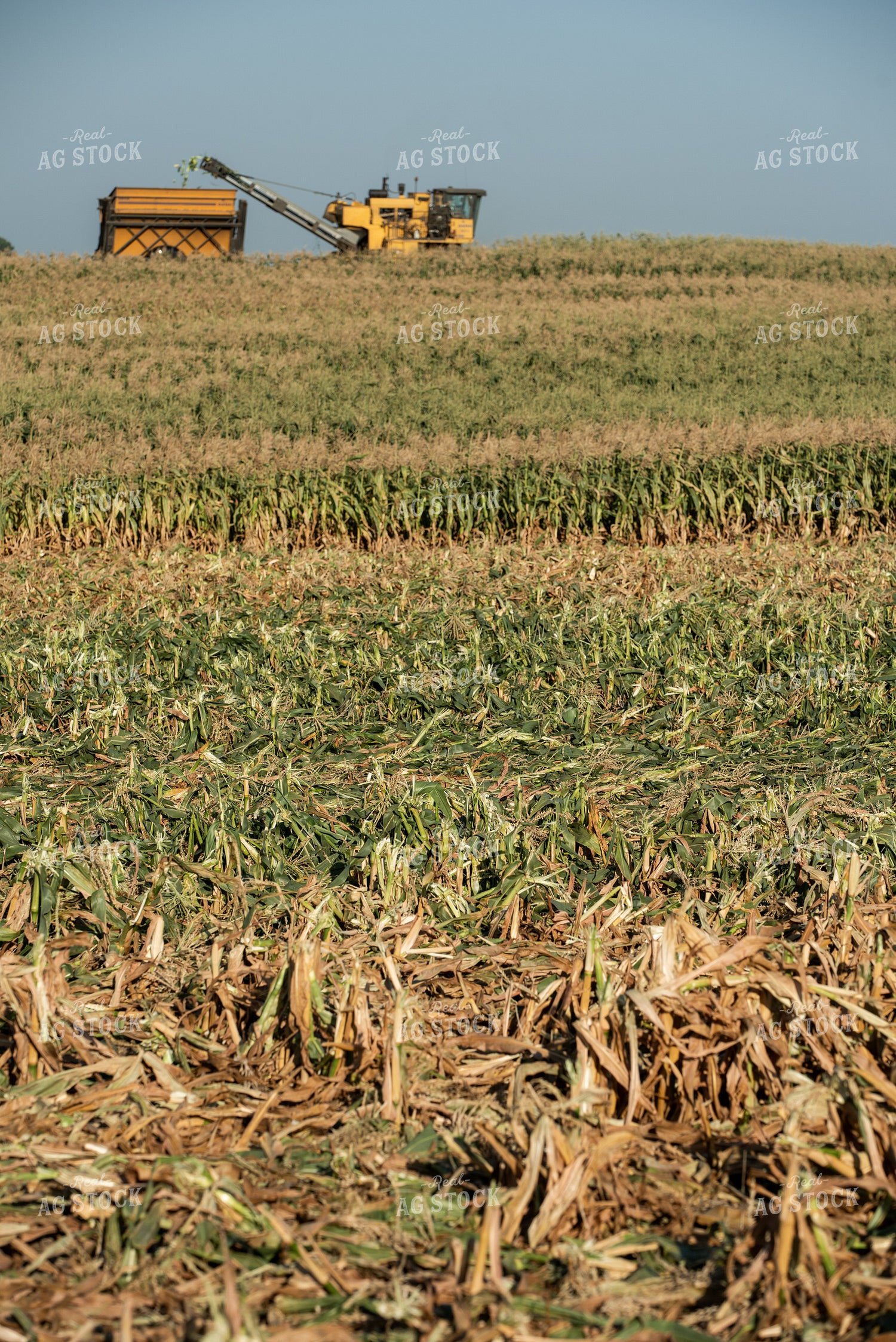 Sweet Corn Harvest 76646