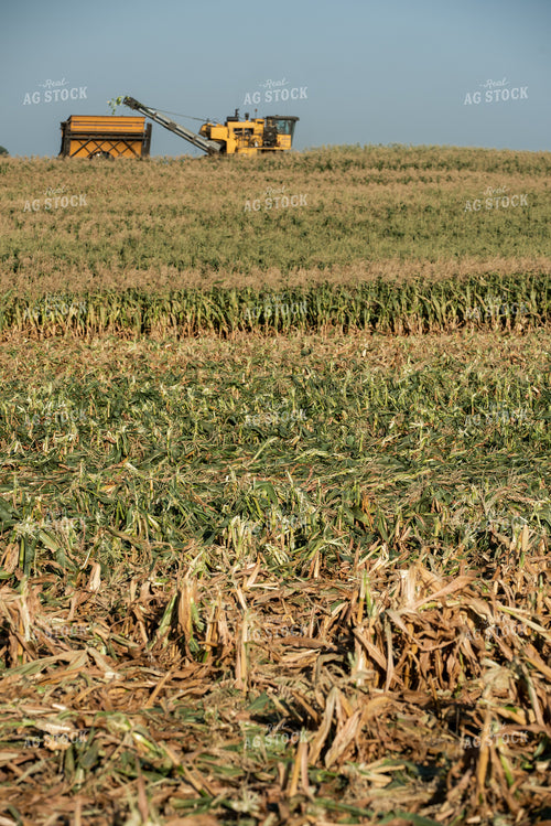 Sweet Corn Harvest 76646